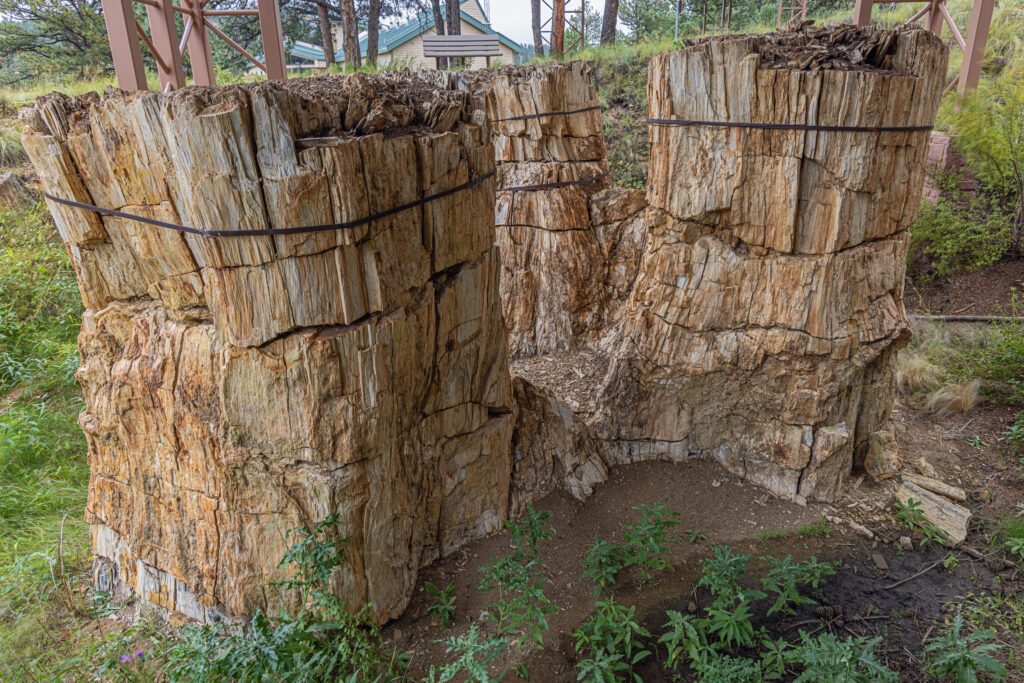 Three petrified trees on display in the stump shelter of the Florissant Fossil Beds National Monument