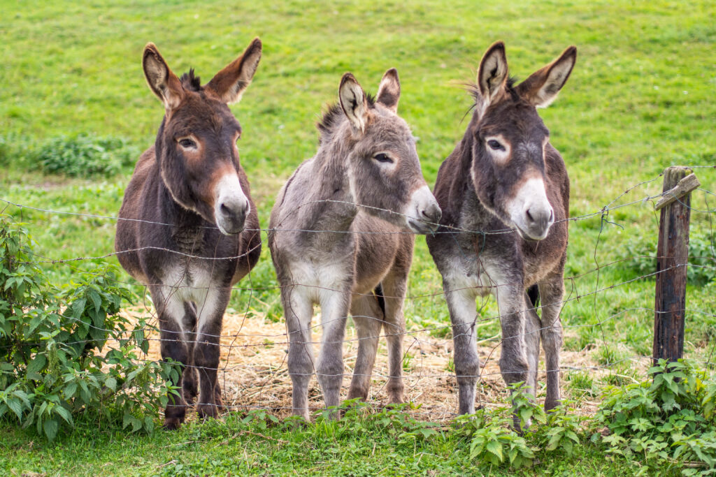 A herd of donkeys standing together in a field.