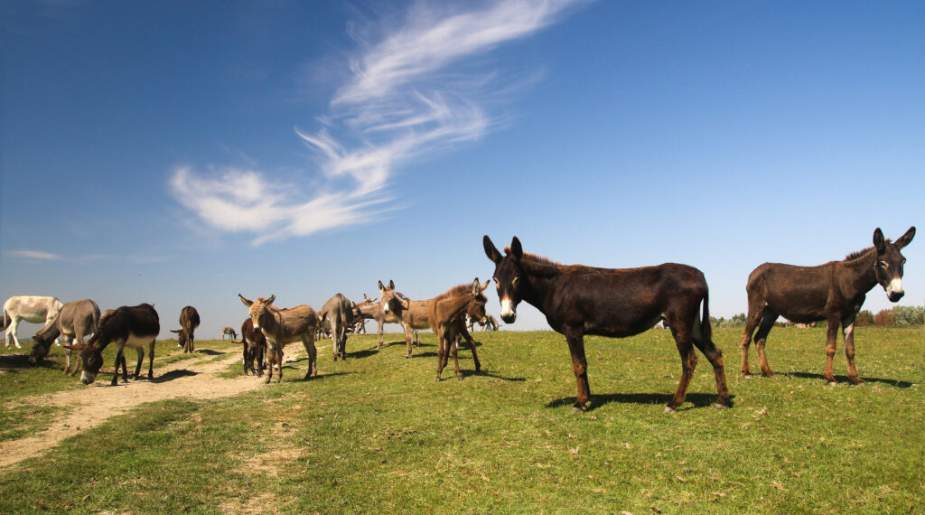 Herd of wild donkeys graze on meadow