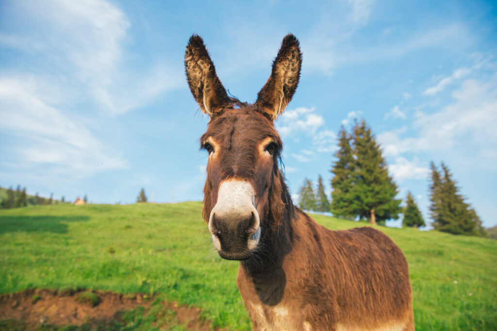 A scruffy donkey looking directly at a camera.