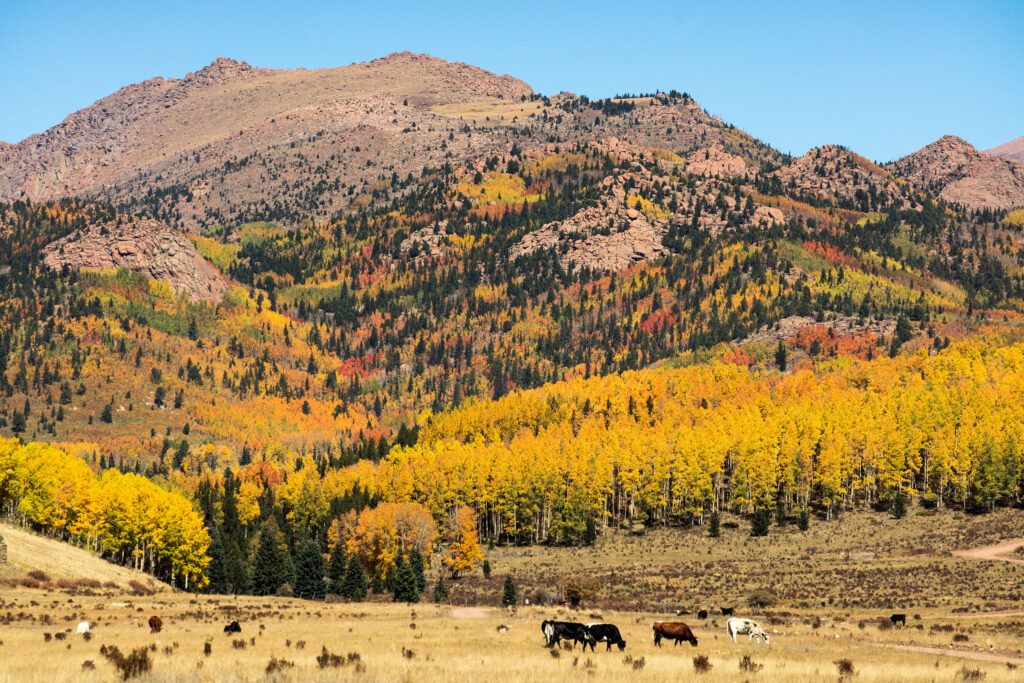 Autumn colors on Pikes Peak near Cripple Creek Colorado